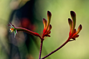 Flowering Kangaroo by Darmin Cameron